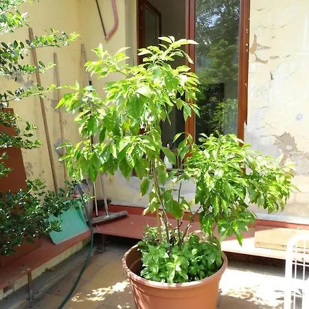 Appartement Garden On Art Nouveau Street In Praag